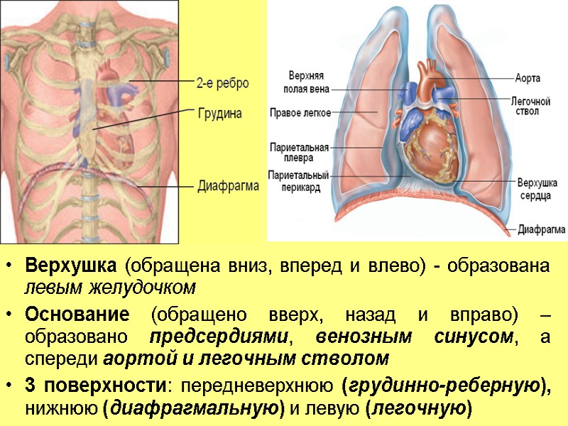 Верхушка (обращена вниз, вперед и влево) - образована левым желудочком Основание (обращено вверх, назад